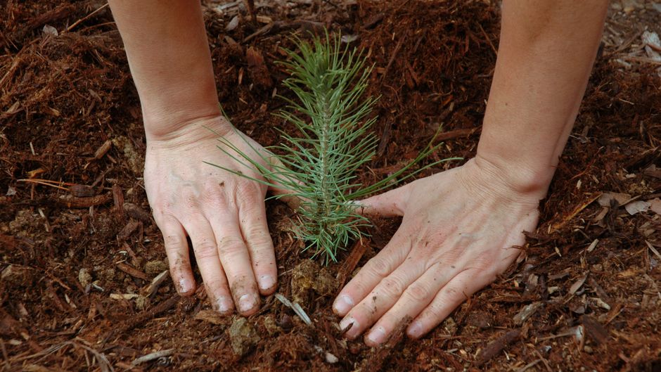 Two hands around a seedling tree as it is being planted.