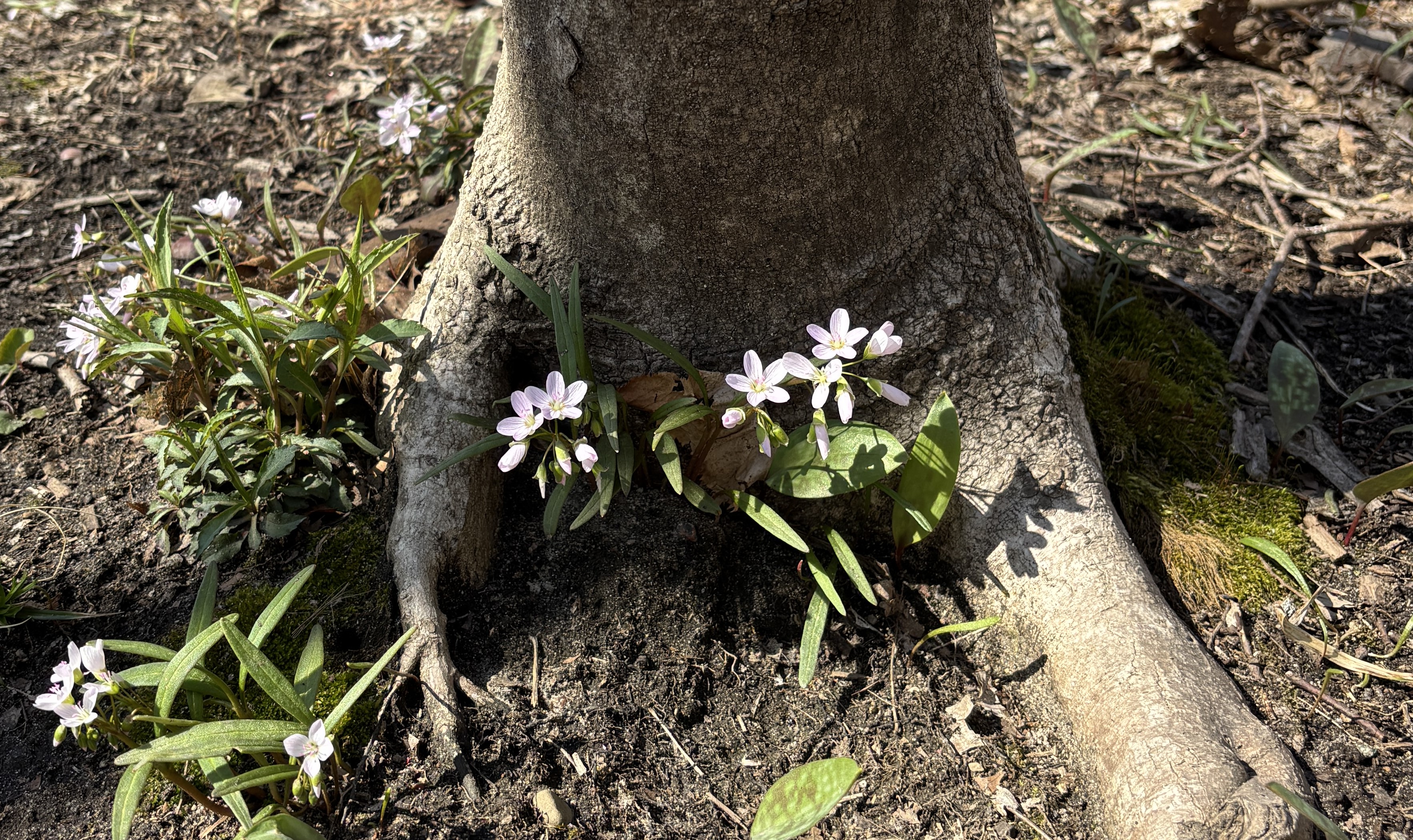 Wildflower Walk