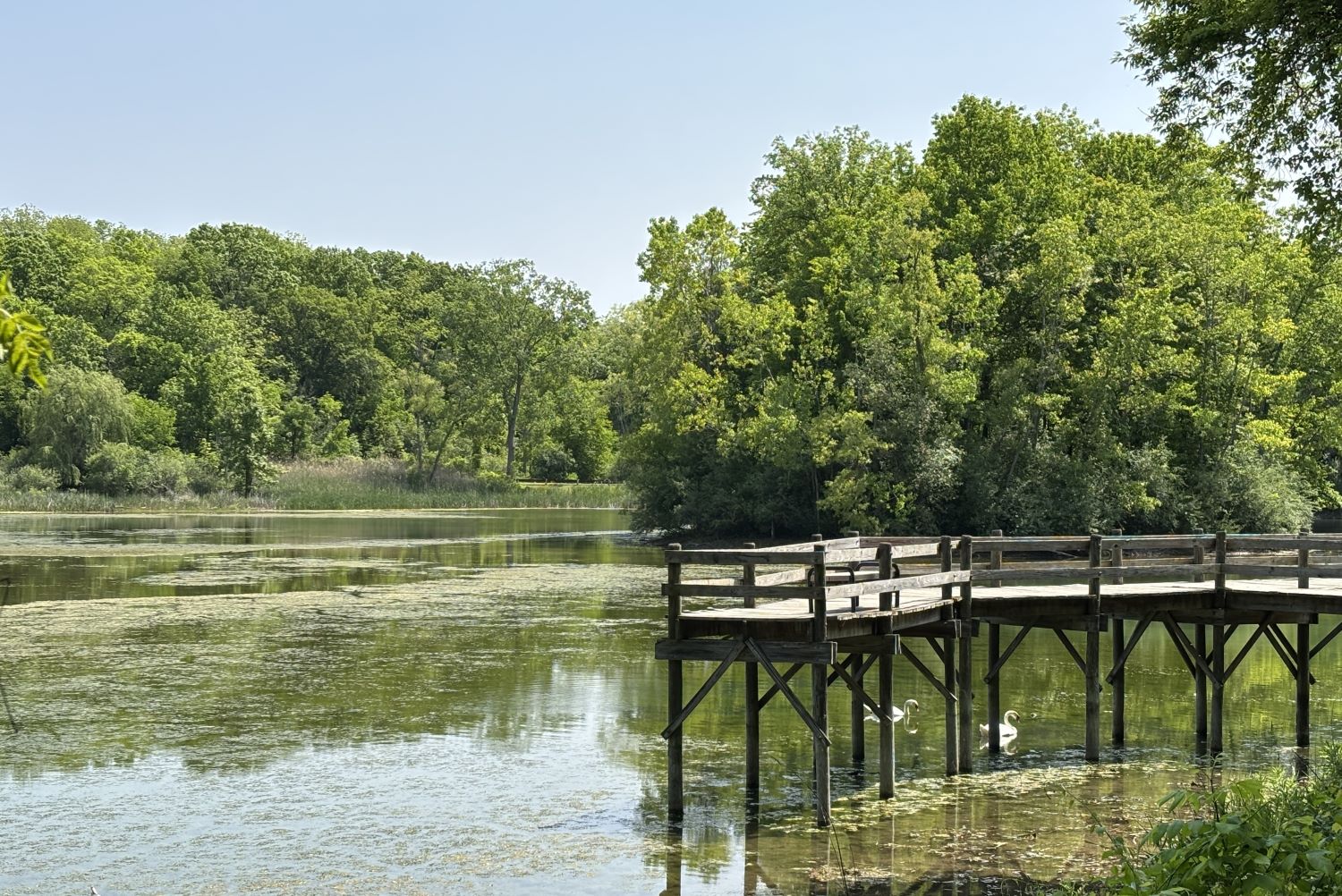 Maybury State Park Turns 50!