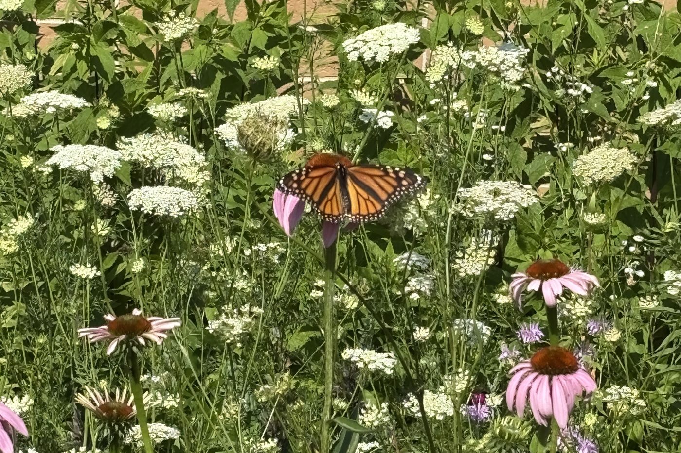 Monarch Butterfly at Maybury