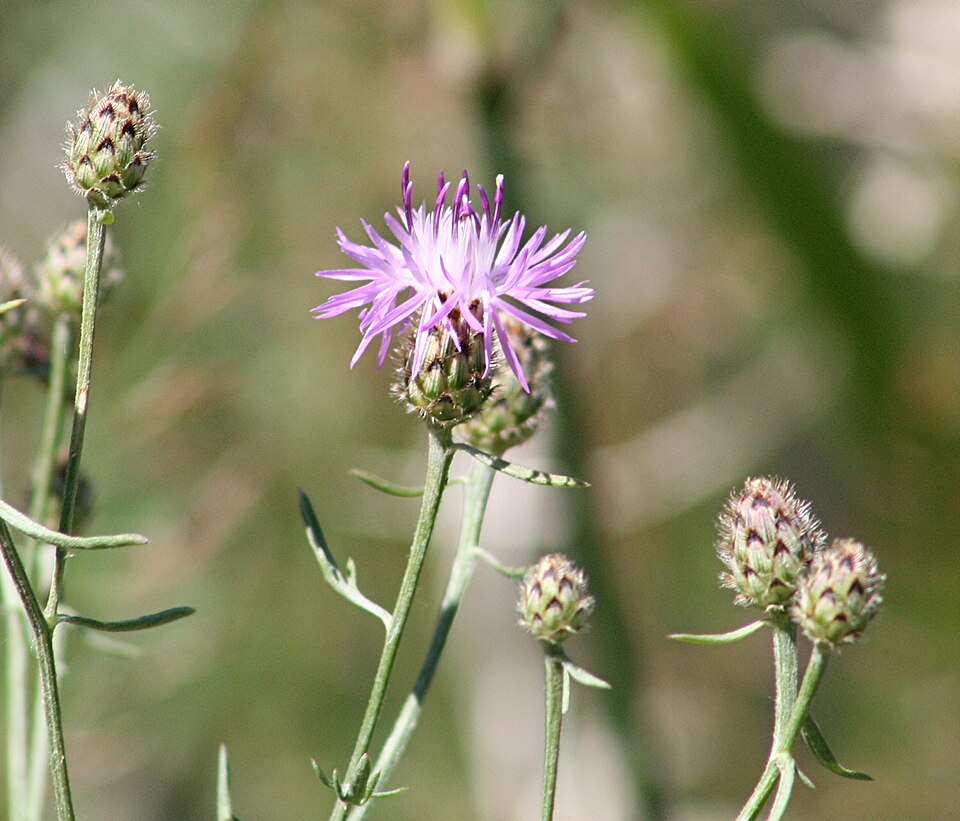 Invasive Spotted Knapweed