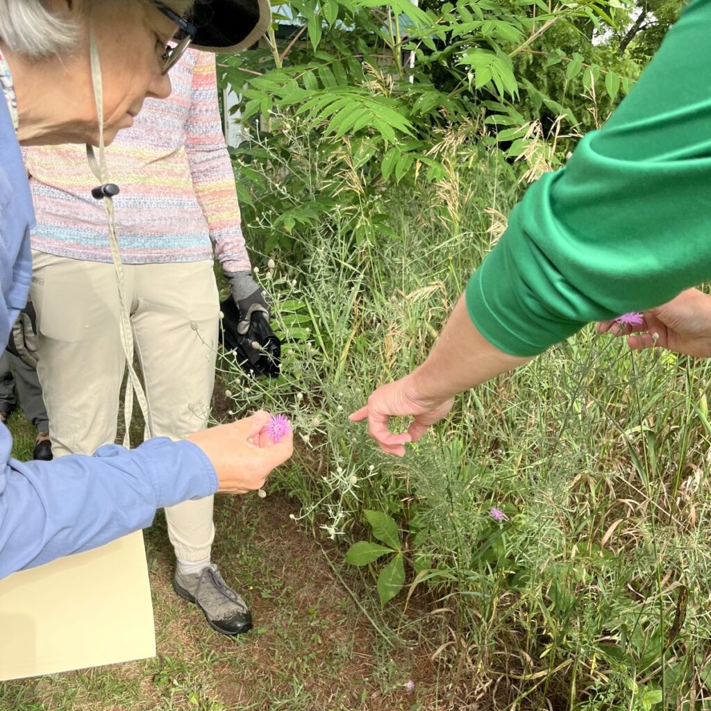 Spotted Knapweed Pull