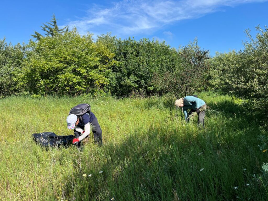 Spotted Knapweed Pull