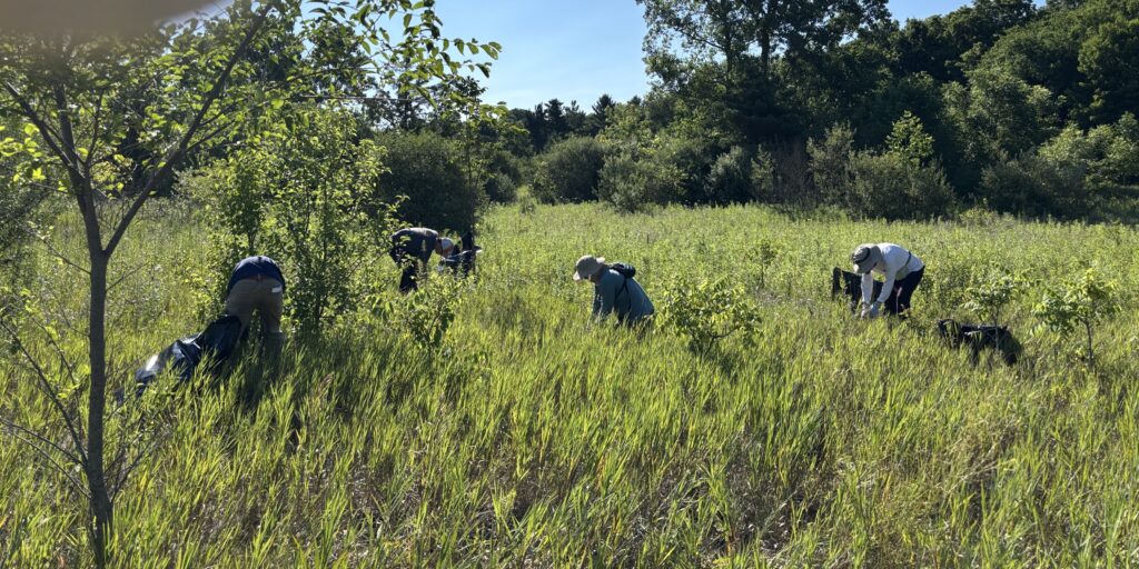 Spotted Knapweed Pull