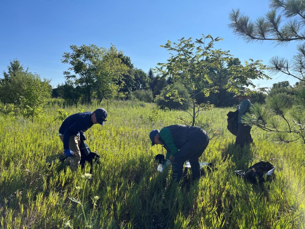 Spotted Knapweed Pull