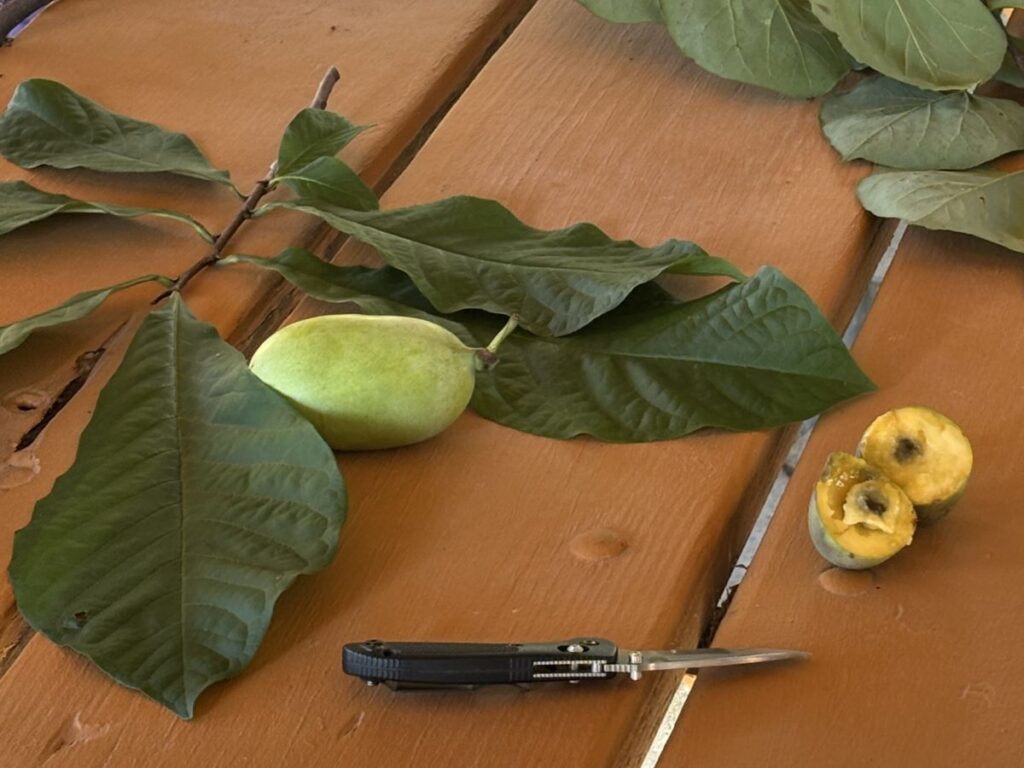 Pawpaw leaves and fruit
