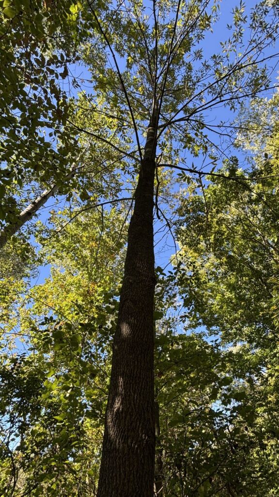 Tree Walk 2026