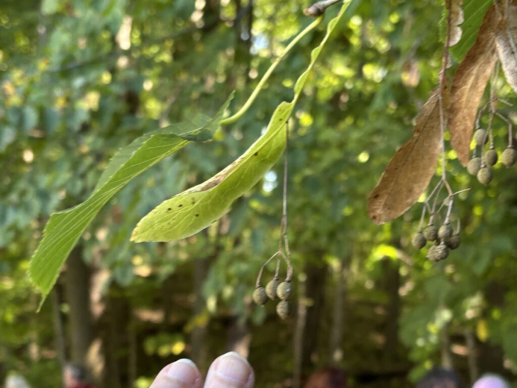 Basswood fruits