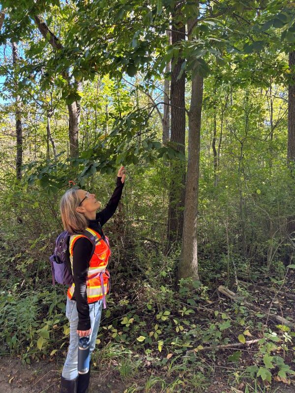 Tree Walk 2026