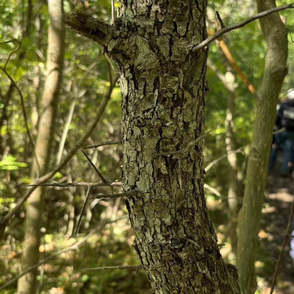 Tree Walk 2026