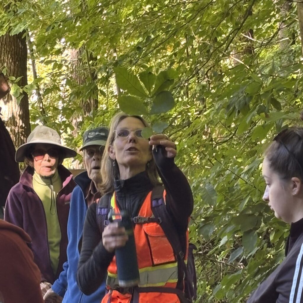 Tree Walk 2026