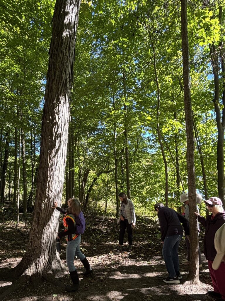 Tree Walk 2026